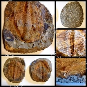 Rare Huge 7+ lbs Trilobite Nodule Fossil